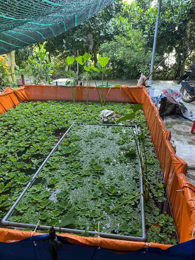 Sử dụng bạt xanh cam làm ao nổi nuôi cá tạm thời: Nên hay không?